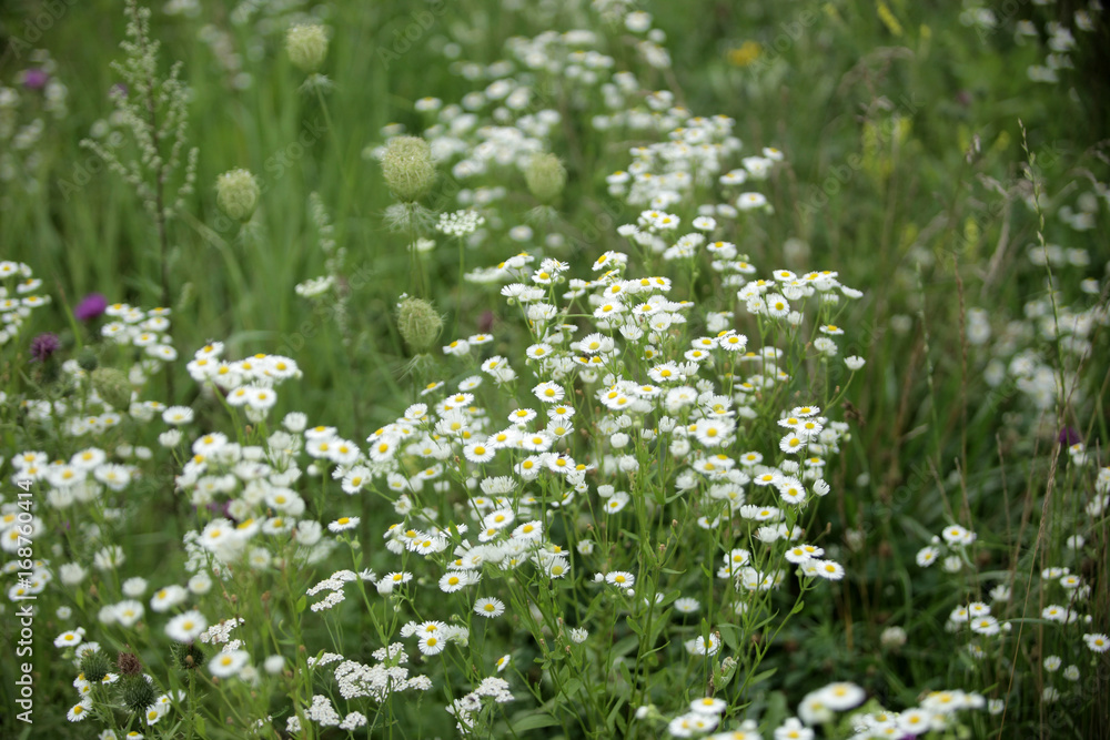wild camomile growing on a grassland