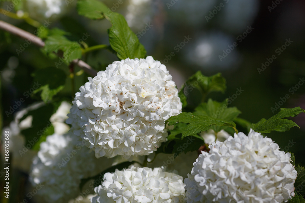 Viburnum opulus Sterilis Viburnum opulus Sterilis