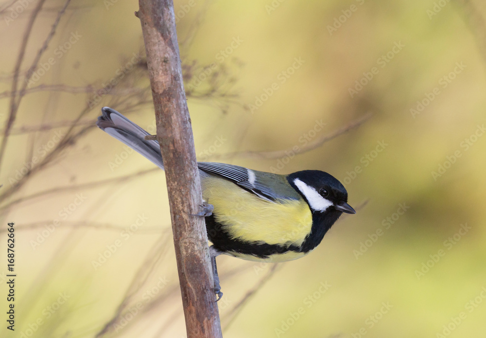 Obraz premium Parus major (Great tit).