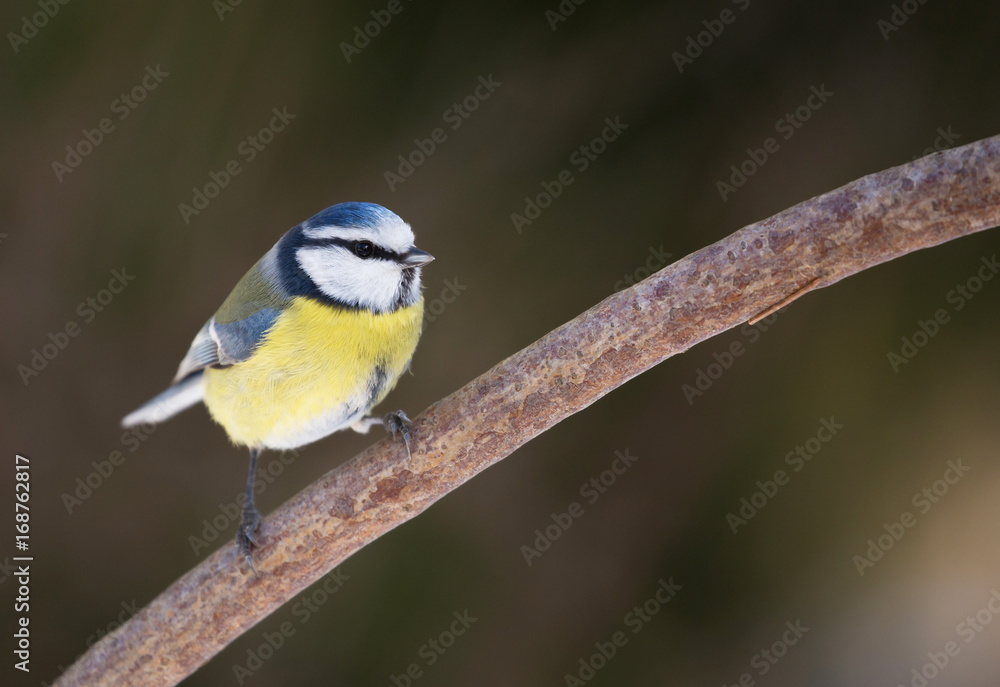Fototapeta premium Blue tit (Cyanistes caeruleus)