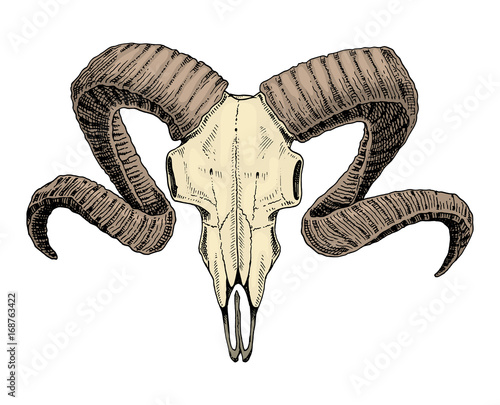 biology or anatomy illustration. engraved hand drawn in old sketch and vintage style. skull or skeleton silhouette. ram or sheep and mutton. Animals with horns.