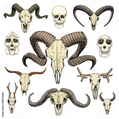 anatomy illustration. engraved hand drawn in old sketch and vintage style. skull set or skeleton. Bull and mountain goat or buffalo. Animals with horns. ram or sheep. Elk and roe deer or bison.