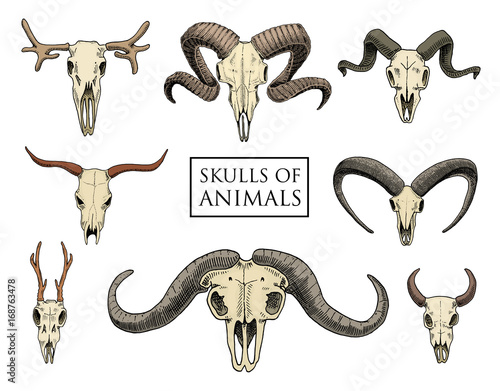 anatomy illustration. engraved hand drawn in old sketch and vintage style. skull set or skeleton. Bull and mountain goat or buffalo. Animals with horns. ram or sheep. Elk and roe deer or bison.