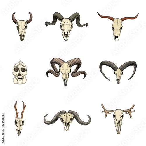 anatomy illustration. engraved hand drawn in old sketch and vintage style. skull set or skeleton. Bull and mountain goat or buffalo. Animals with horns. ram or sheep. Elk and roe deer or bison.