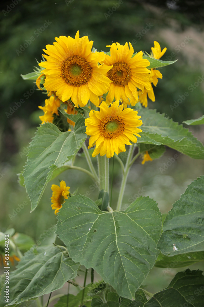 Obraz premium piękne żółte słoneczniki