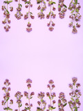 Floral wallpaper curb of almond plants on a lilac background.