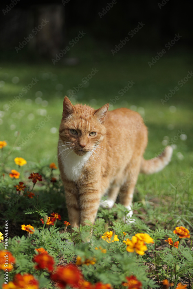 beautiful red and white cat in a garden with orange flowers