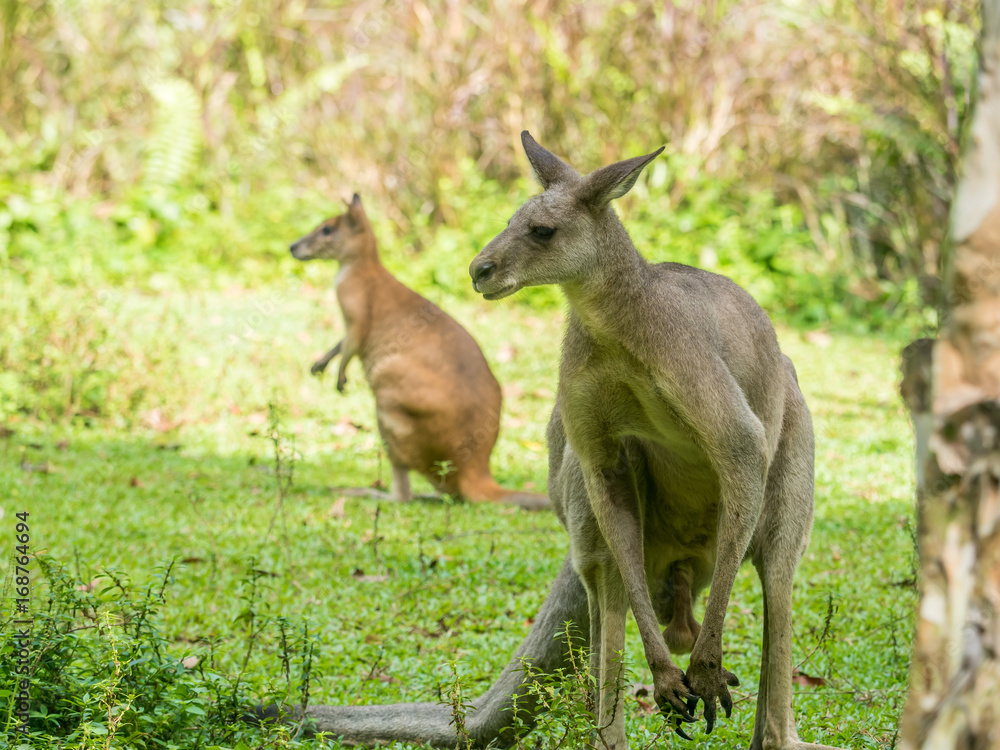 Two Australian brown kangaroos macropus rufus Two Australian brown kangaroos macropus rufus
