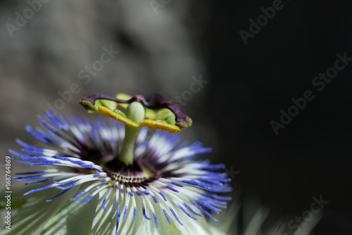 passionflower closeup on dark background