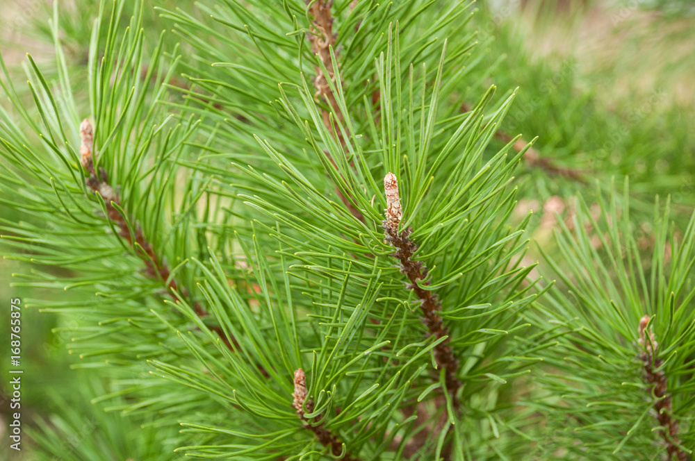 Natural conifer needles on a branch close-up without snow Natural conifer needles on a branch close-up without snow