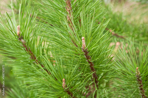 Natural conifer needles on a branch close-up without snow