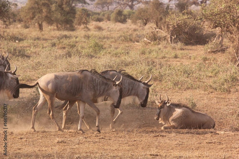 Fototapeta premium Amboseli National Park Kenya Safari