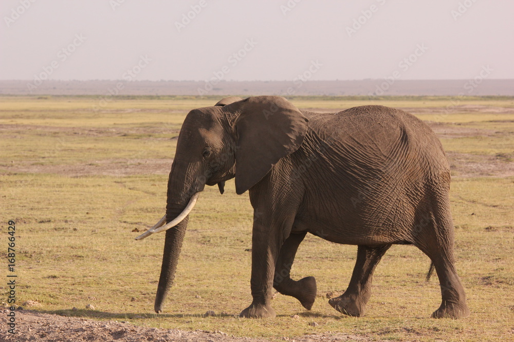Fototapeta premium Amboseli National Park Kenya Safari