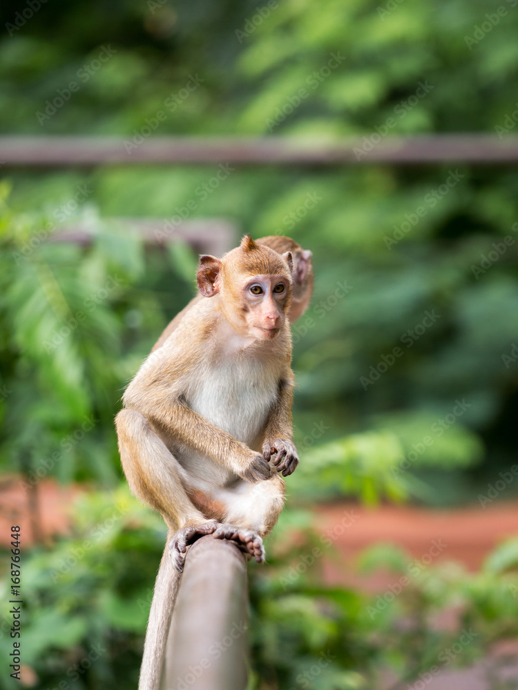 Fototapeta premium two monkey sitting on the fence and looking for something