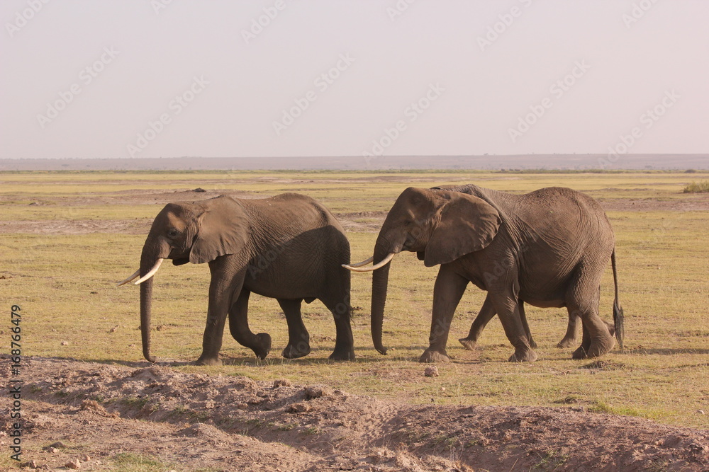 Fototapeta premium Amboseli National Park Kenya Safari