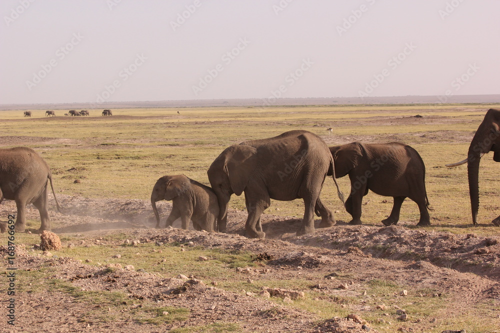 Fototapeta premium Amboseli National Park Kenya Safari