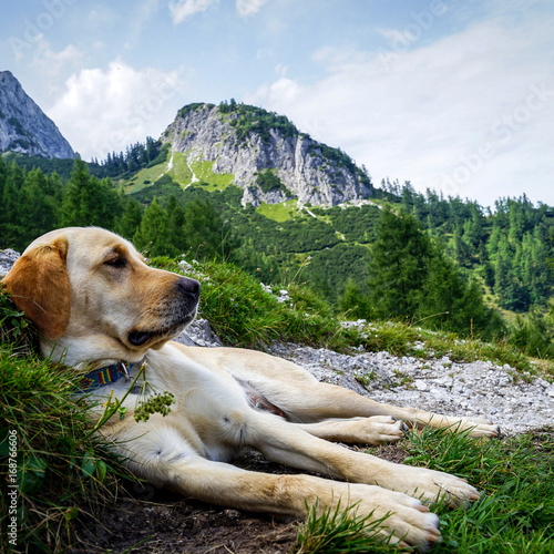 Hund genießt liegend den Ausblick auf die Berge  photo