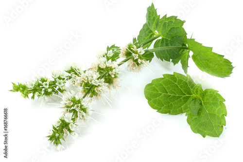 Mint leaf green plants isolated on white background, peppermint aromatic properties of strong teeth