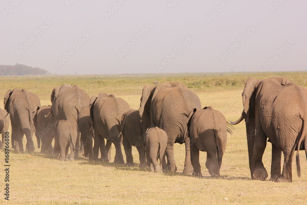 Fototapeta premium Amboseli National Park Kenya Safari