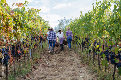 Young women friends harvesting red grapes in the vineyard