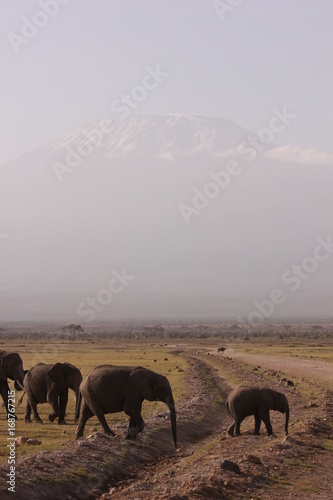 Amboseli National Park Kenya Safari © Marti