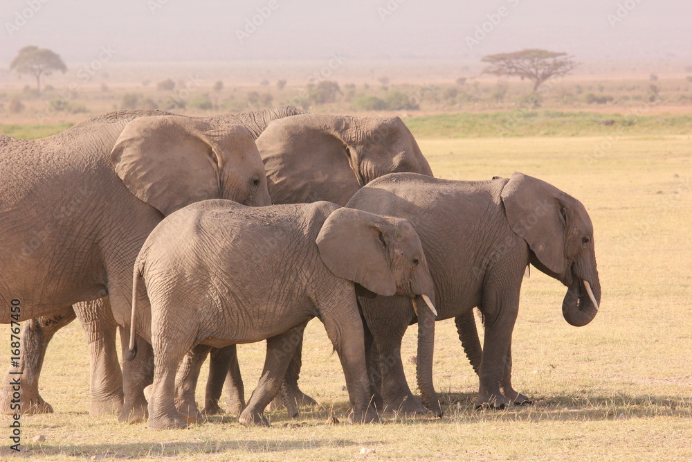 Fototapeta premium Amboseli National Park Kenya Safari