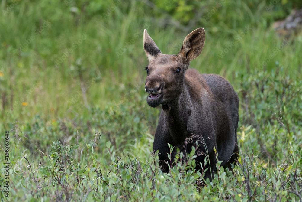Calf Shiras Moose of The Colorado Rocky Mountains Calf Shiras Moose of The Colorado Rocky Mountains