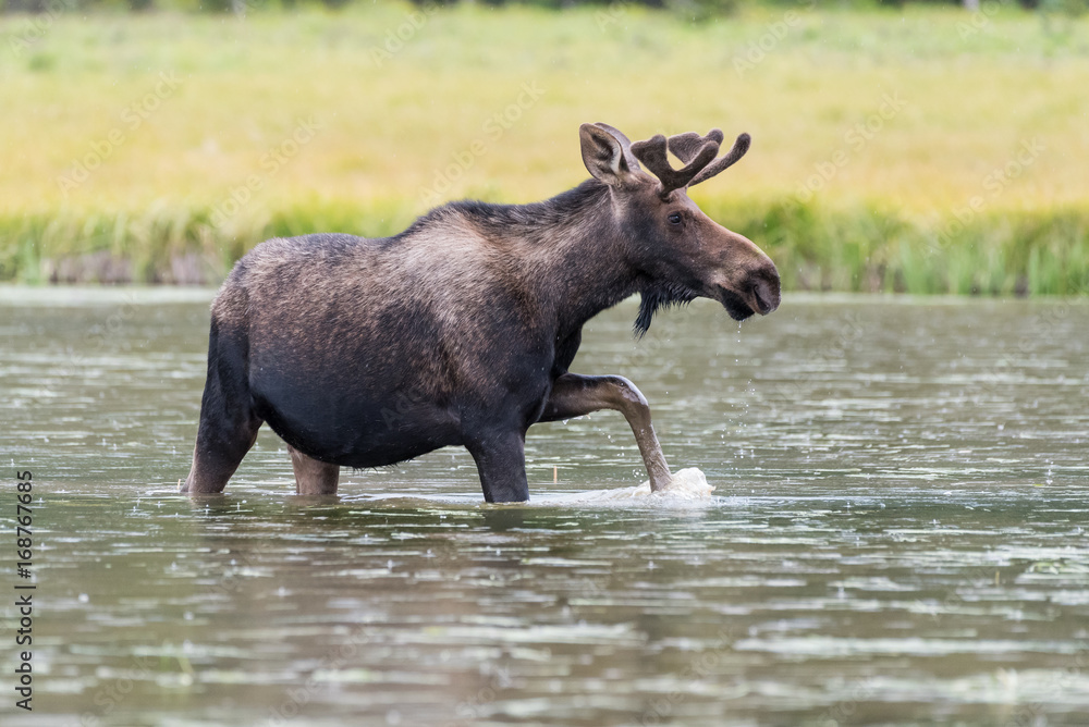 Shiras Bull Moose of The Colorado Rocky Mountains Shiras Bull Moose of The Colorado Rocky Mountains