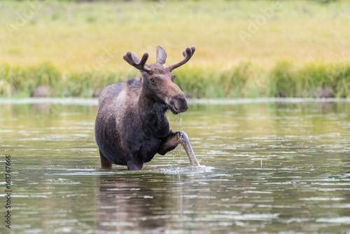 Shiras Bull Moose of The Colorado Rocky Mountains © Gary