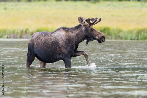 Shiras Bull Moose of The Colorado Rocky Mountains