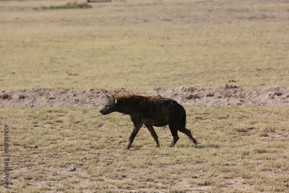 Amboseli National Park Kenya Safari