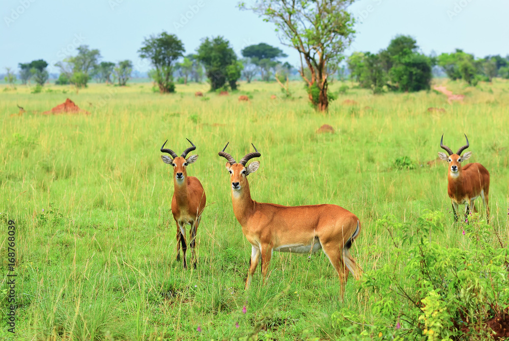 Antelopes reedbuck, Uganda, Africa Antelopes reedbuck, Uganda, Africa