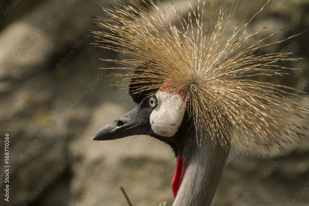Fototapeta premium Crowned Crane