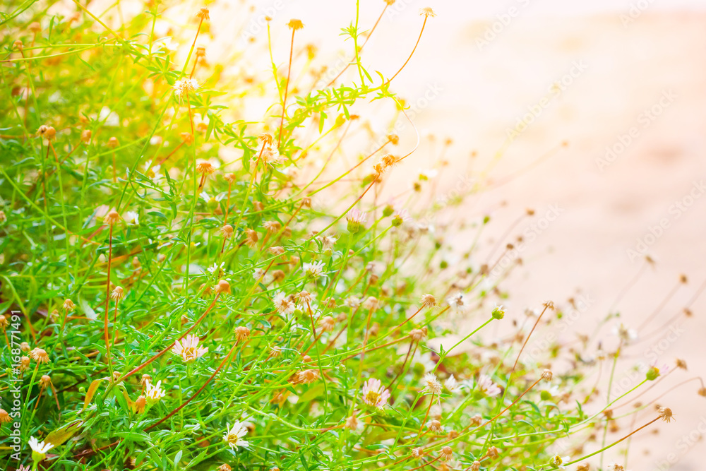 Small flowers with sunset sunrise dawn with blurred ,soft focus, spring floral botanical nature background. Small flowers with sunset sunrise dawn with blurred ,soft focus, spring floral botanical nature background.