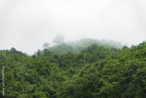 The landscape image of trop...