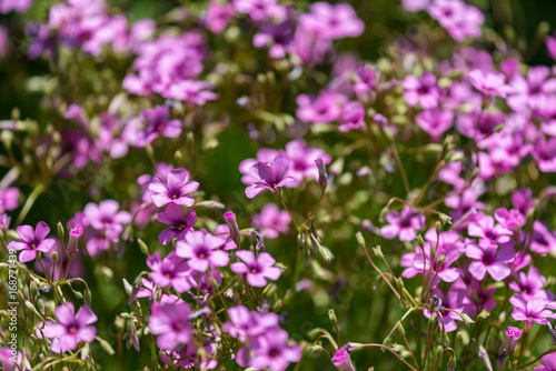 ピンクのオキザリスの花