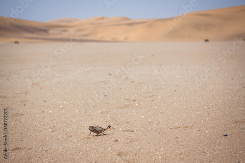 Wüsten Chameleon aus Namibia