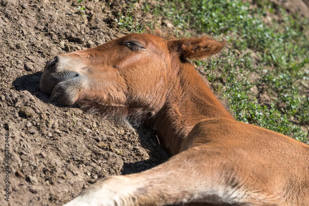 Fototapeta premium foal sleeping on the grass