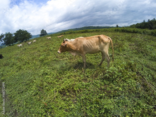 Cattle herd was raised in t...