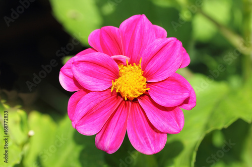 Fototapeta Naklejka Na Ścianę i Meble -  Dahlia  (Dahlia)