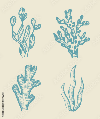 alga vector sketch set