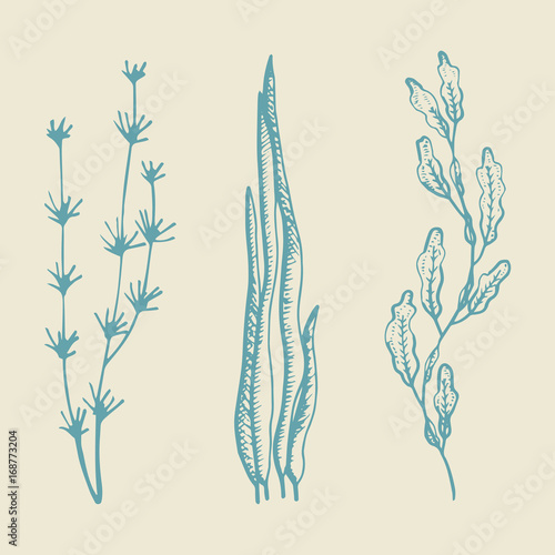 alga vector