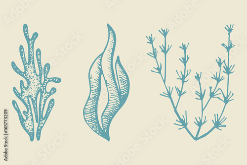 Seaweed sketch set. illustration