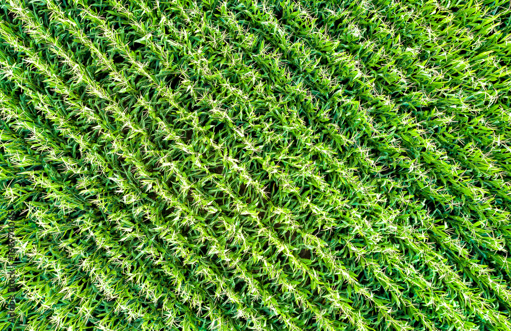 Background of corn field from aerial view
Background of corn field from aerial view