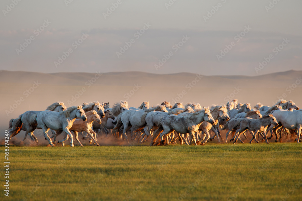 Obraz premium Mongolian white wild horses running on the endless grasslands