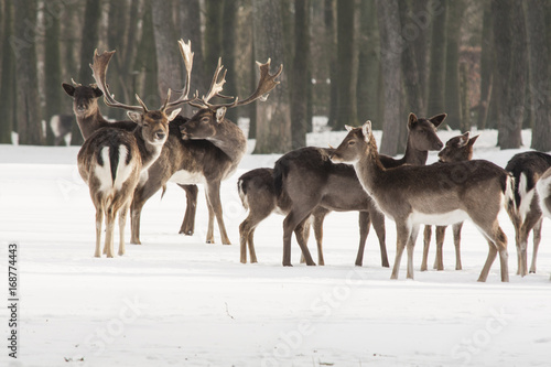 Deer in winter