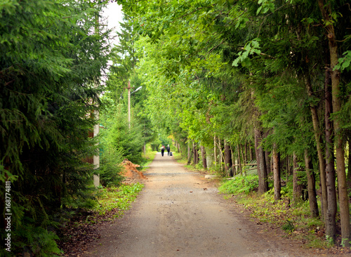 Rural road in pine forest at summer.