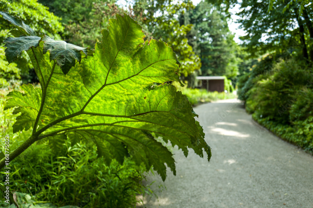 Arctium Lappa in Botanic Garden Arctium Lappa in Botanic Garden