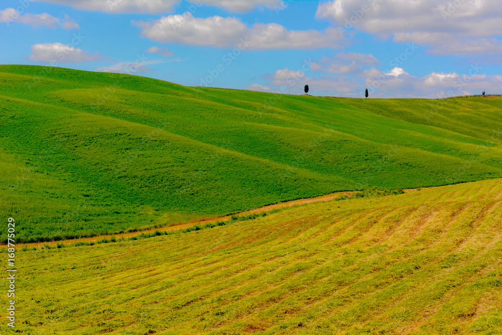 Fototapeta premium Spring landscape in the hills of Tuscany Italy, land of Brunello wine