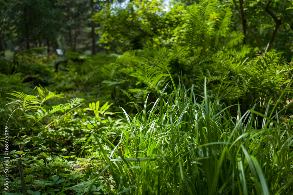 Green Leaves in Botanic Garden Green Leaves in Botanic Garden